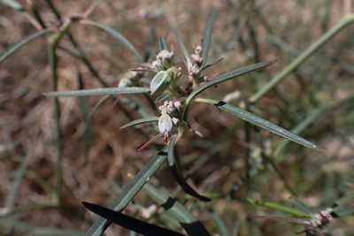 Euphorbia eriantha, photographed by Madeleine Claire