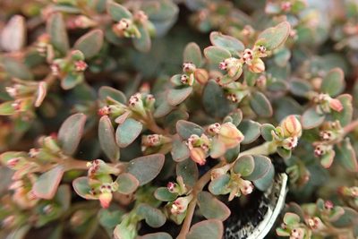 Euphorbia micromera, photographed by Madeleine Claire