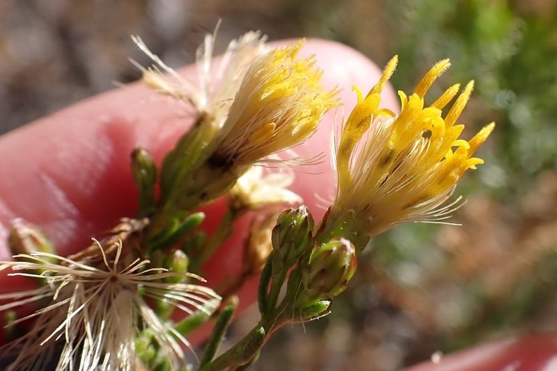 Ericameria brachylepis, photographed by Madeleine Claire