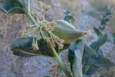 Asclepias erosa, photographed by Madeleine Claire