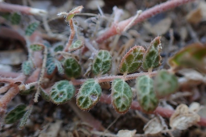 Kallstroemia californica, photographed by Madeleine Claire