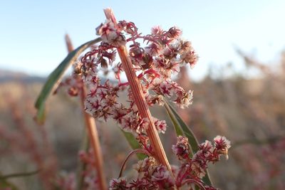 Amaranthus fimbriatus, photographed by Madeleine Claire