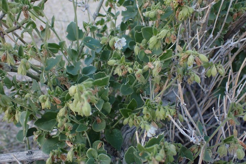 Mirabilis tenuiloba, photographed by Madeleine Claire
