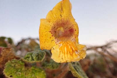 Proboscidea althaeifolia, photographed by Madeleine Claire