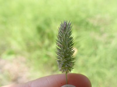 Phleum alpinum, photographed by Ellyne Geurts