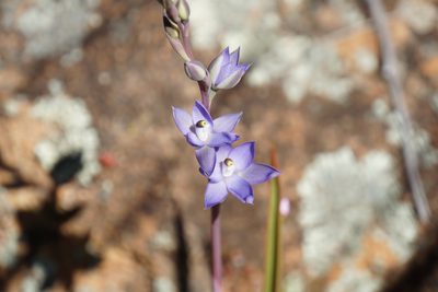 Thelymitra petrophila, photographed by John Van Den Nouwelant