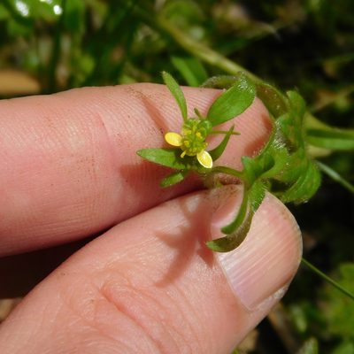 Ranunculus parviflorus, photographed by Stephen Thorpe
