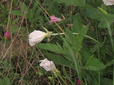 Oenothera centaureifolia, photographed by Federico Muñoz