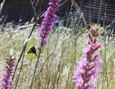 Liatris spicata, photographed by kerykeion