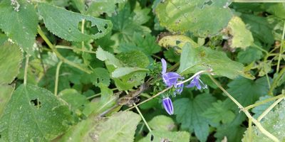 Campanula americana, photographed by Jeff D Hansen