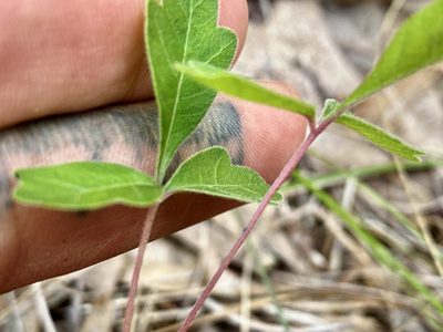 Toxicodendron pubescens, photographed by Jason K.