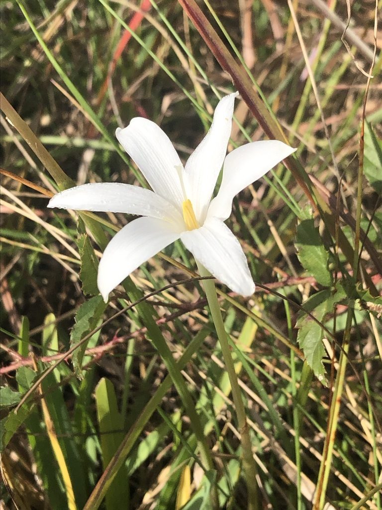 Zephyranthes traubii, photographed by Andy Jordan