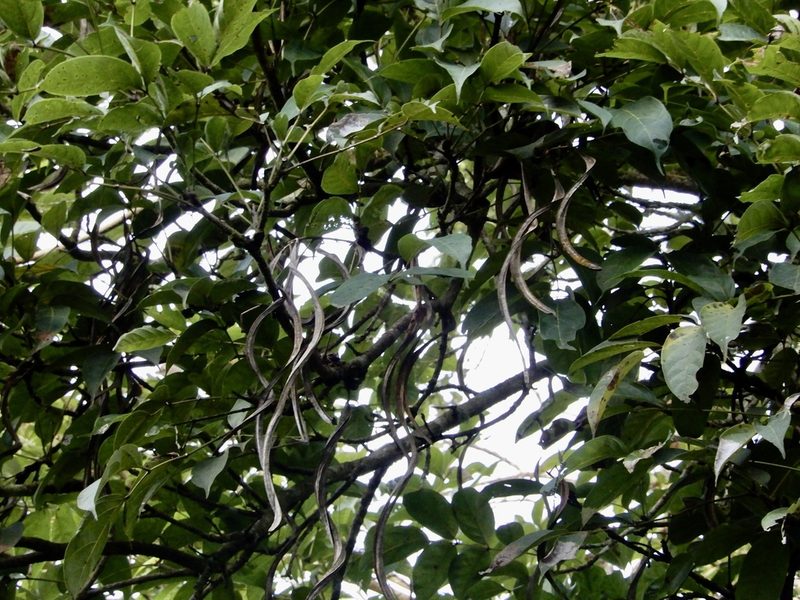 Stereospermum colais, photographed by Seema Merchant
