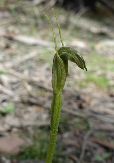 Pterostylis alpina, photographed by yatesy