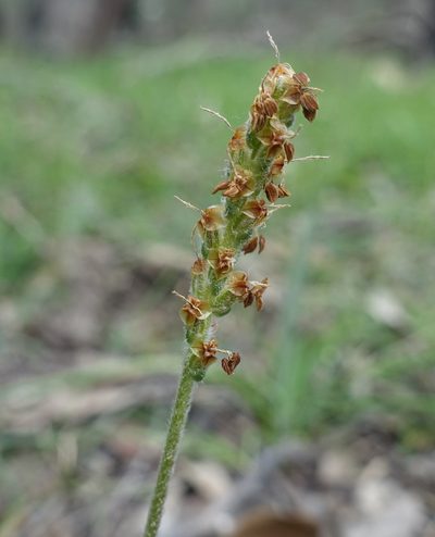 Plantago varia, photographed by yatesy