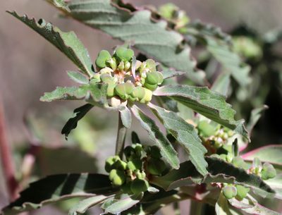 Euphorbia davidii, photographed by Catherine C. Galley