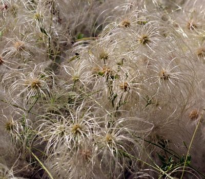 Clematis drummondii, photographed by Catherine C. Galley