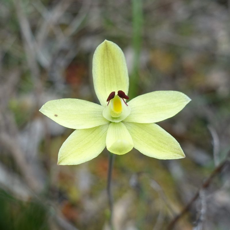 Thelymitra antennifera, photographed by yatesy