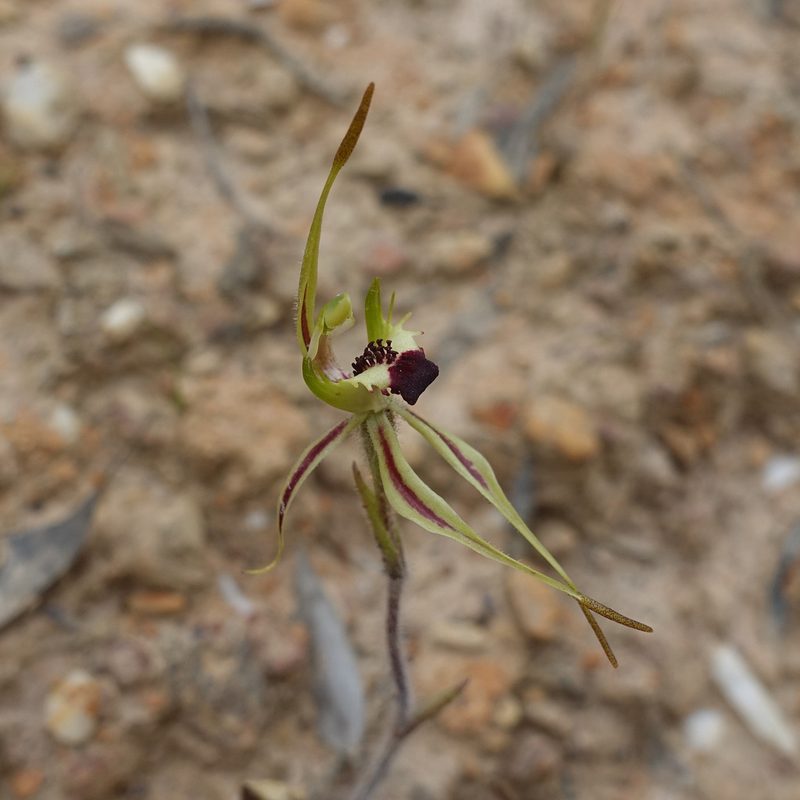 Caladenia parva, photographed by yatesy