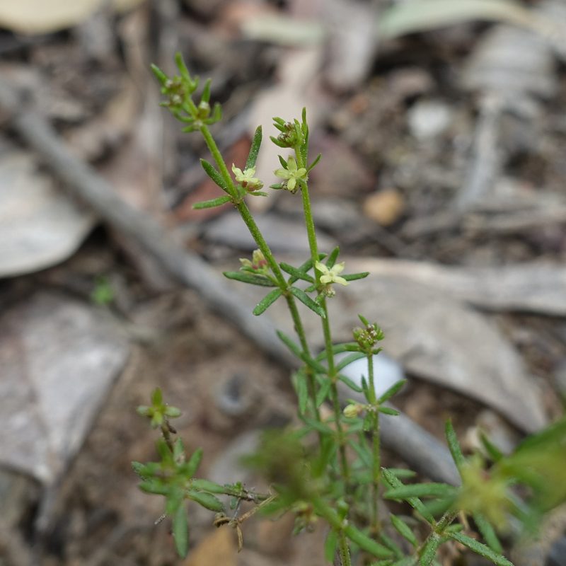 Galium gaudichaudii, photographed by yatesy