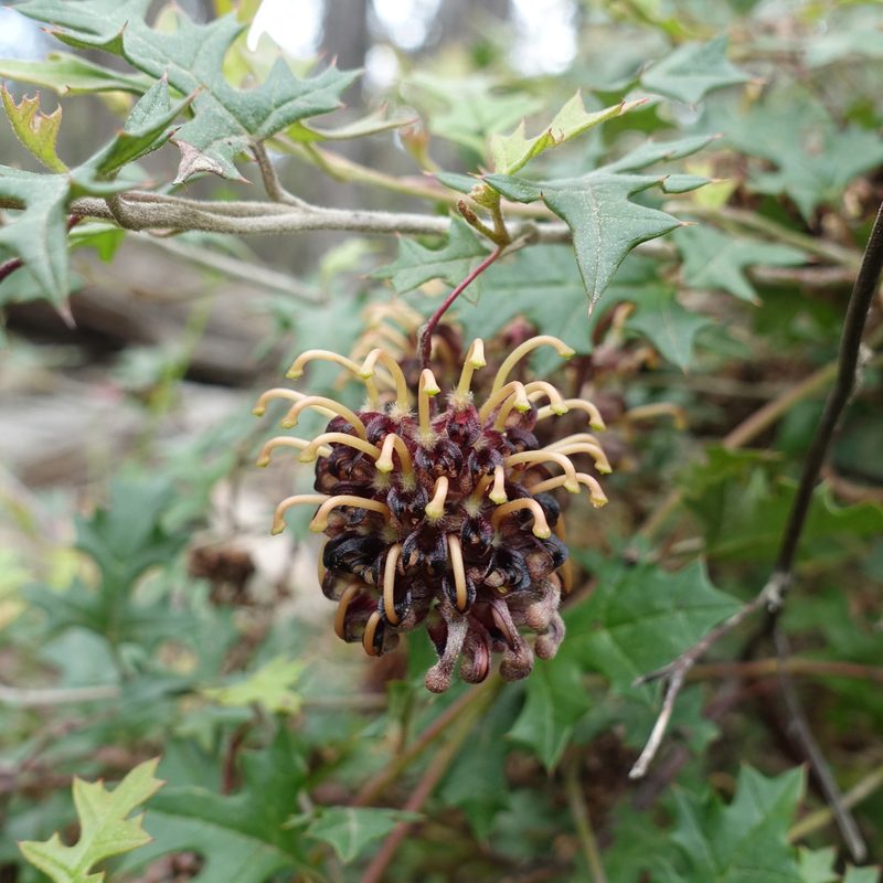 Grevillea floripendula, photographed by yatesy