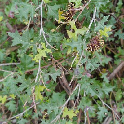 Grevillea floripendula, photographed by yatesy
