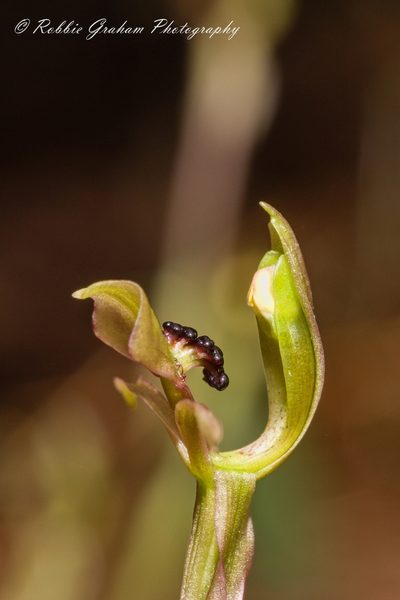 Chiloglottis trapeziformis, photographed by Robbie Graham