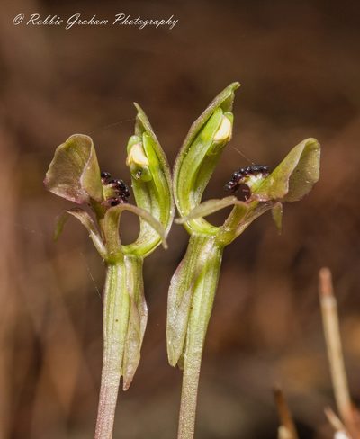 Chiloglottis trapeziformis, photographed by Robbie Graham