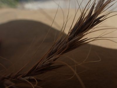 Elymus canadensis, photographed by Mary Krieger