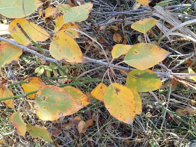 Populus balsamifera, photographed by Mary Krieger