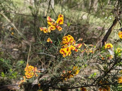 Dillwynia cinerascens, photographed by Scouts Victoria