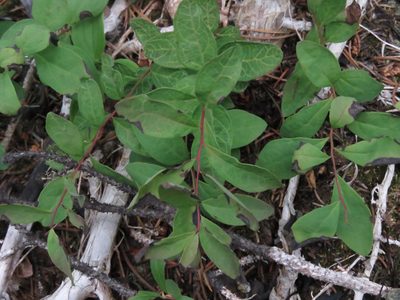 Geocaulon lividum, photographed by Erin Springinotic