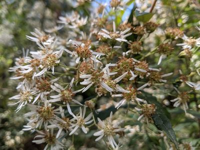 Olearia lirata, photographed by Scouts Victoria