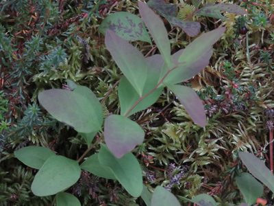 Geocaulon lividum, photographed by Erin Springinotic