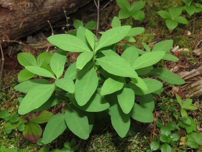 Geocaulon lividum, photographed by Erin Springinotic