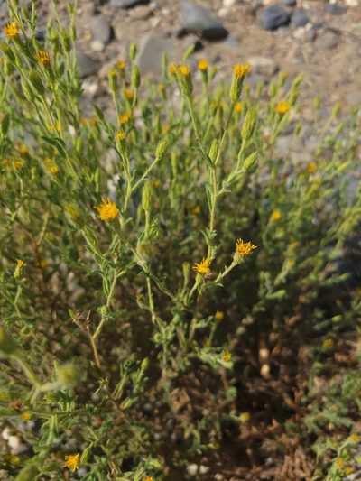 Chrysopsis oregona, photographed by Dennis Eckhart