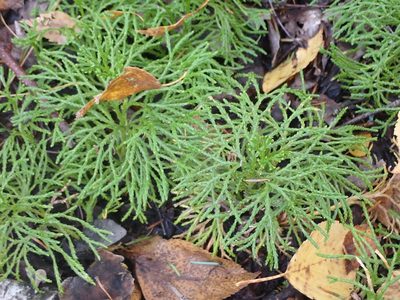 Diphasiastrum complanatum, photographed by Mary Krieger