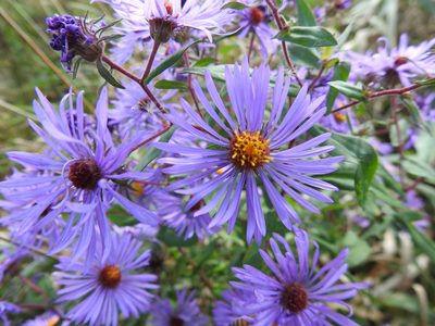 Symphyotrichum novae-angliae, photographed by sudomir