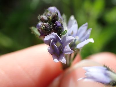 Veronica wormskjoldii, photographed by Ellyne Geurts