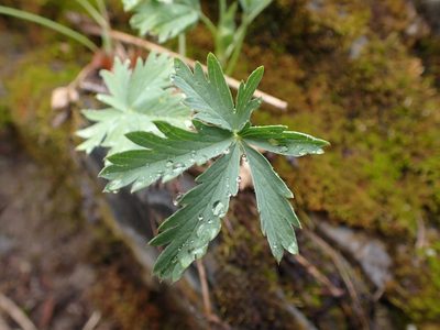 Potentilla glaucophylla, photographed by Ellyne Geurts