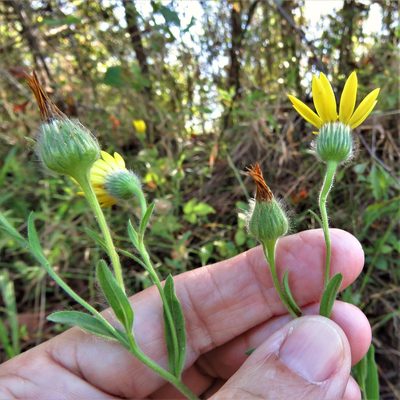 Bradburia pilosa, photographed by Annika Lindqvist