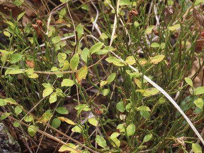 Vaccinium scoparium, photographed by Erin Springinotic