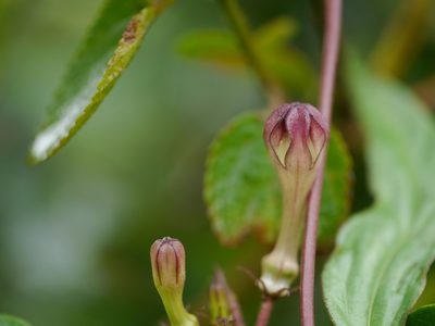 Ceropegia media, photographed by Dinesh Valke