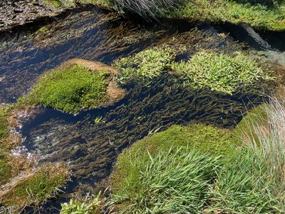 Myriophyllum triphyllum, photographed by Pieter Pelser