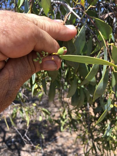 Santalum lanceolatum, photographed by Tony Eales