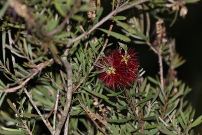 Melaleuca pachyphylla, photographed by Greg Tasney
