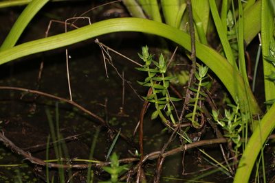 Rotala tripartita, photographed by Greg Tasney