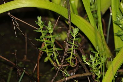 Rotala tripartita, photographed by Greg Tasney