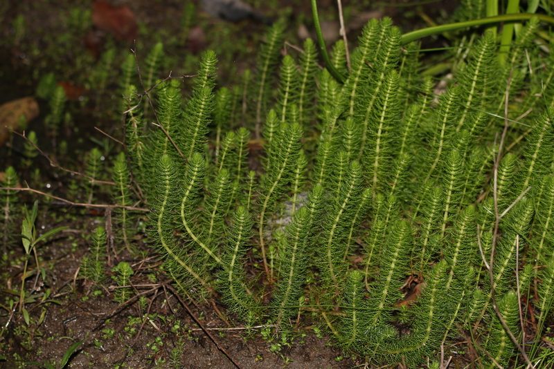 Myriophyllum gracile, photographed by Greg Tasney