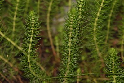 Myriophyllum gracile, photographed by Greg Tasney